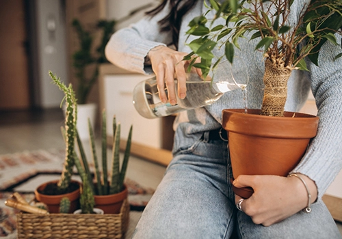 Cuidar de plantas